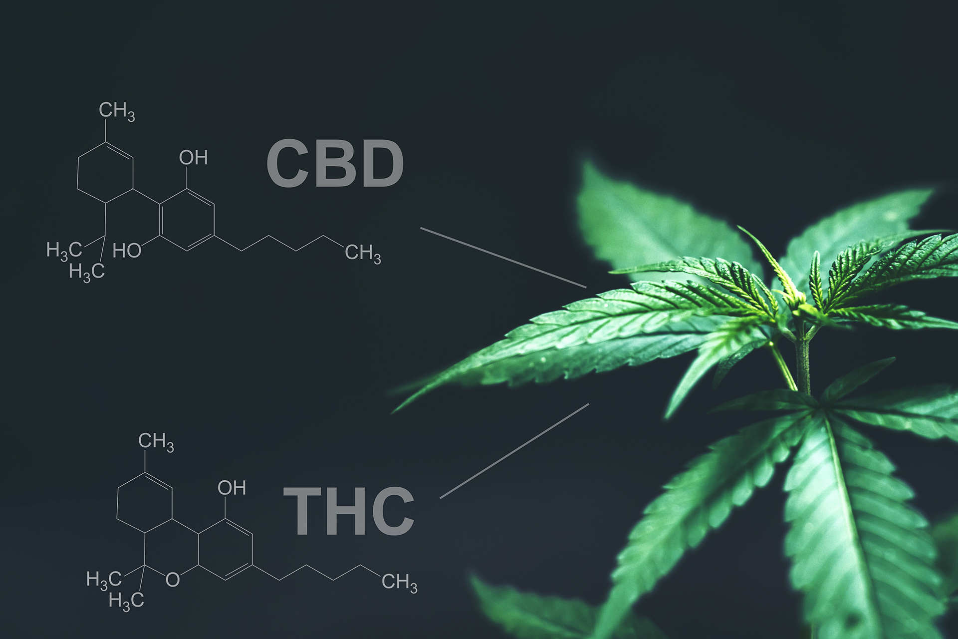 7 high-CBD cannabis strains you should know about